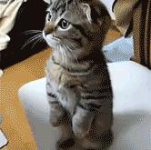 开云体育登录-阿尔瓦雷斯的子弹与曼联的齿轮，当个人英雄主义掀翻战术铁幕