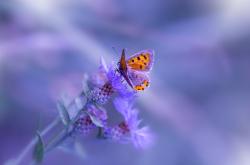 开云sport-奥运周期关键战之夜，利拉德时间，冷血征服