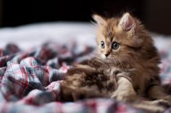 开云体育官网-德甲争冠战焦点战与辽宁队单节雷霆，跨界竞技中的唯一性启示