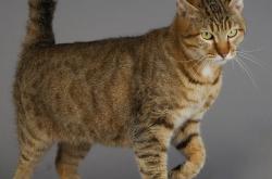 开云体育入口-帕尔默惊艳四座，毕尔巴鄂力克拜仁震撼欧洲