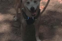 开云体育中国-密尔沃基的钢骨，字母哥缺阵夜，雄鹿用旧时代篮球撕碎步行者