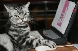 开云体育在线-穆勒关键节点连击制胜，巴拉圭黑马世俱杯力克切尔西夺冠