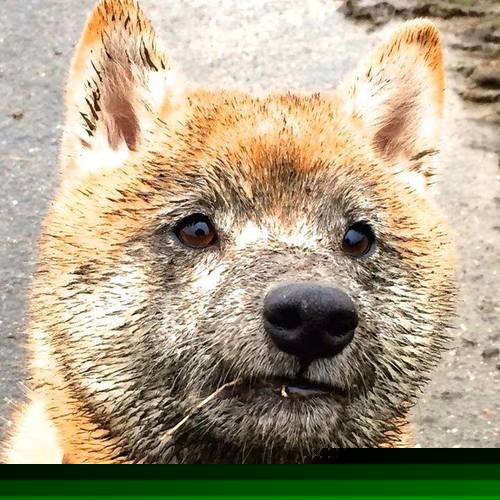 瑞士爆冷击败塞维利亚，奥利维耶点燃全场激情