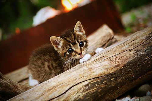 双线闪耀，足球绝杀与乒乓高光的东方意志