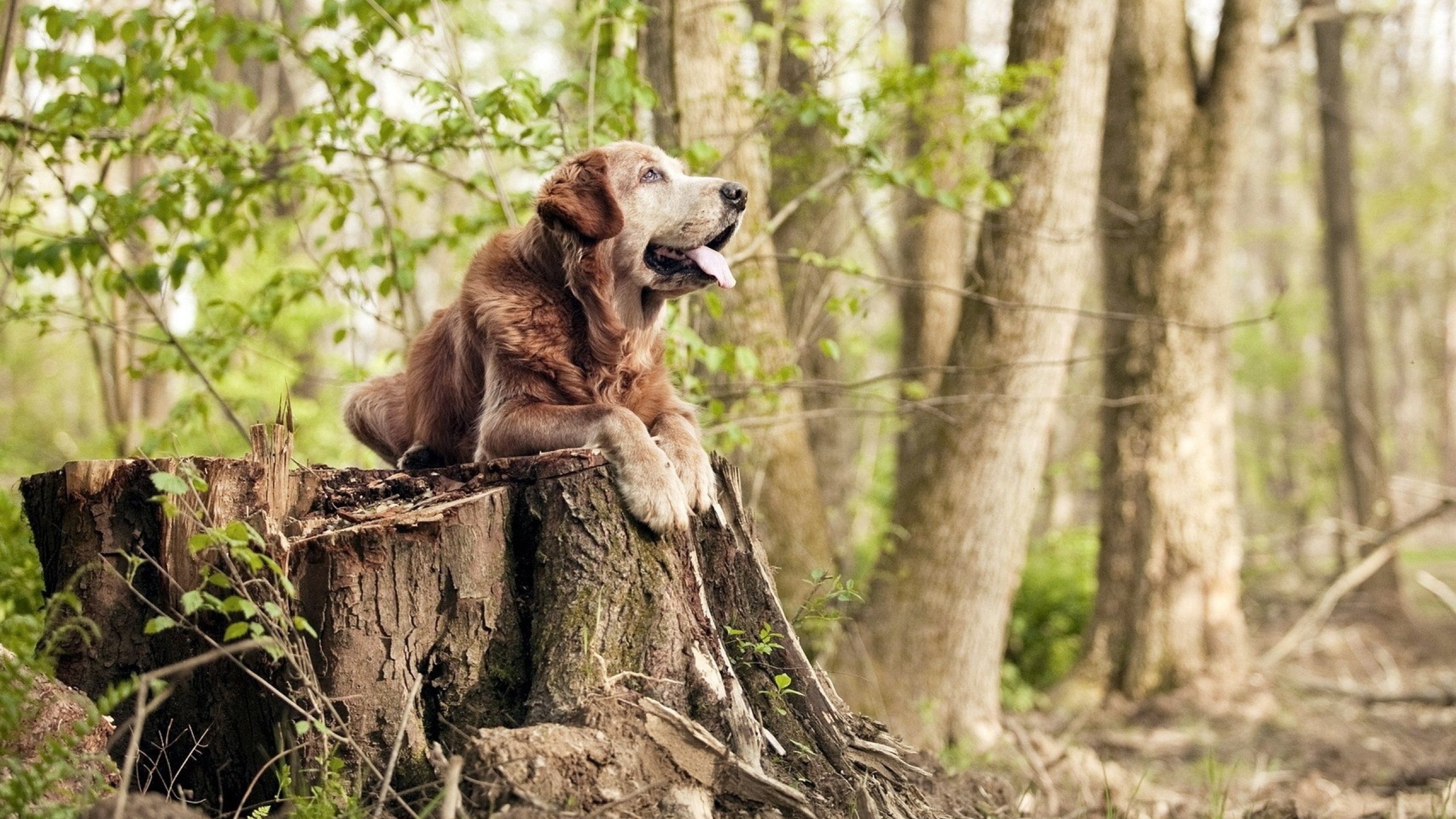 绝杀背后的冰与火，日本队逆转与郑思维燃烧的统治力