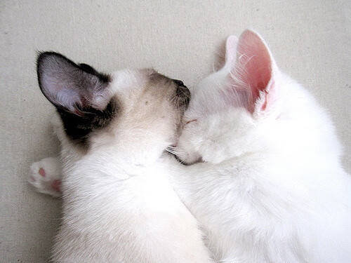 伦敦的暗火,当室内硬地吞没百年草地的荣光