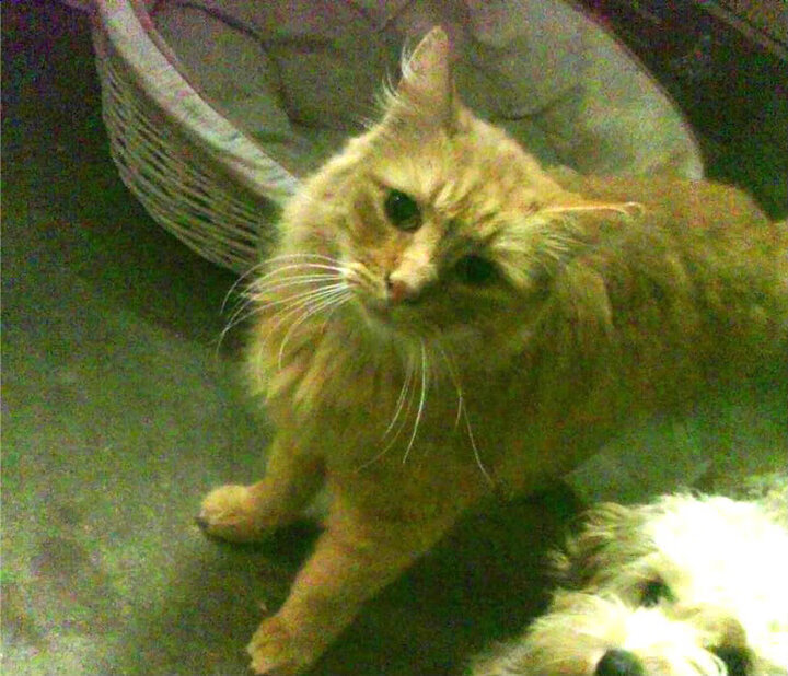 山东魔术客场掀翻新疆，陶汉林内线翻江倒海