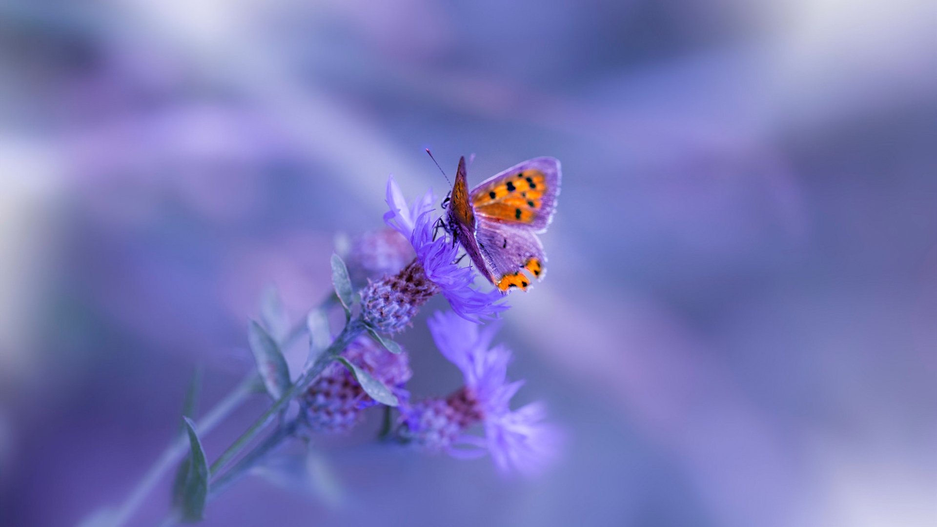 奥运周期关键战之夜，利拉德时间，冷血征服