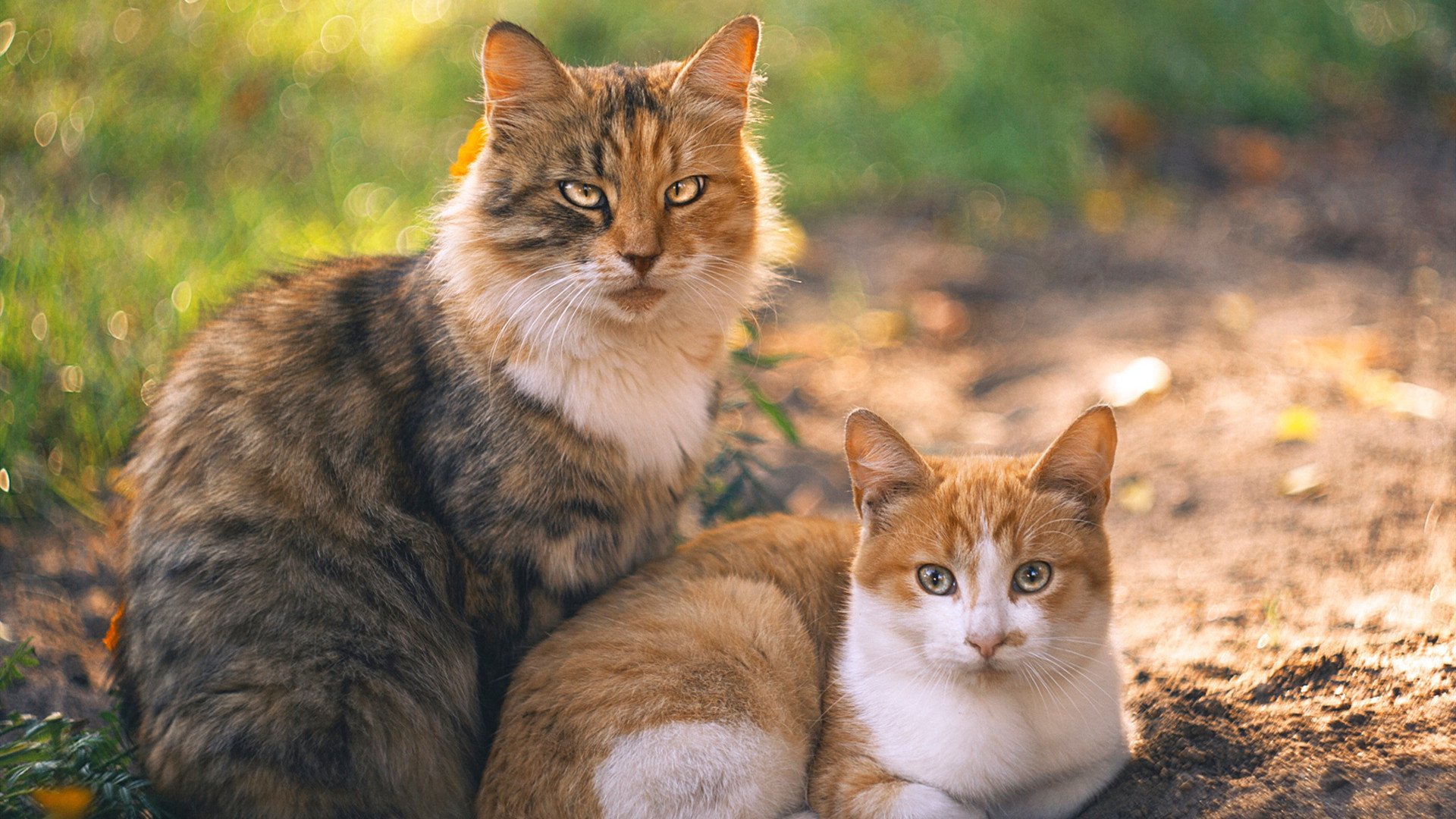 浓眉末节觉醒化身关键先生！芝加哥公牛狂飙逆转掀翻东方堡垒