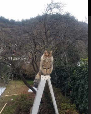 拒绝加时!小贾伦一剑封喉,热火主场擒鹰