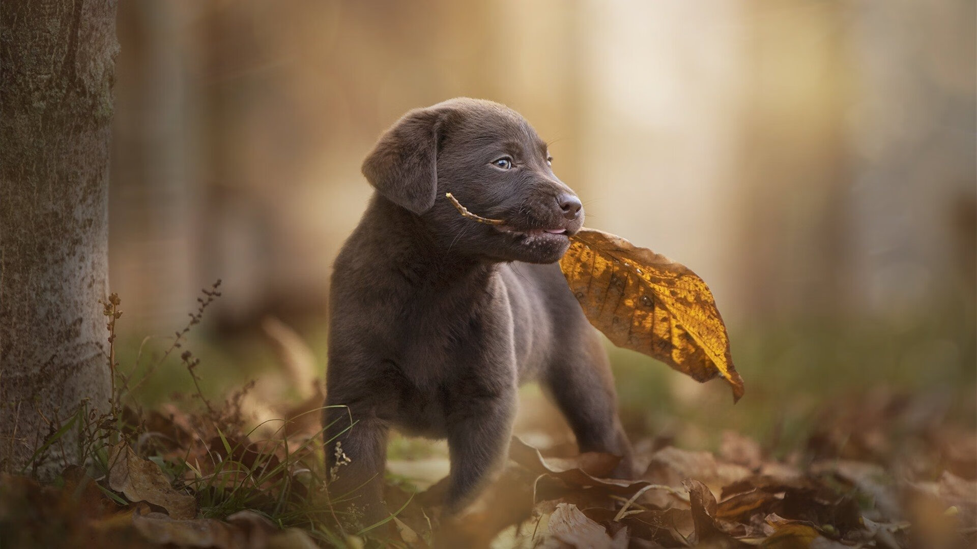 南非铁壁防守决胜抢七，阿根廷攻势遭锁死无缘晋级