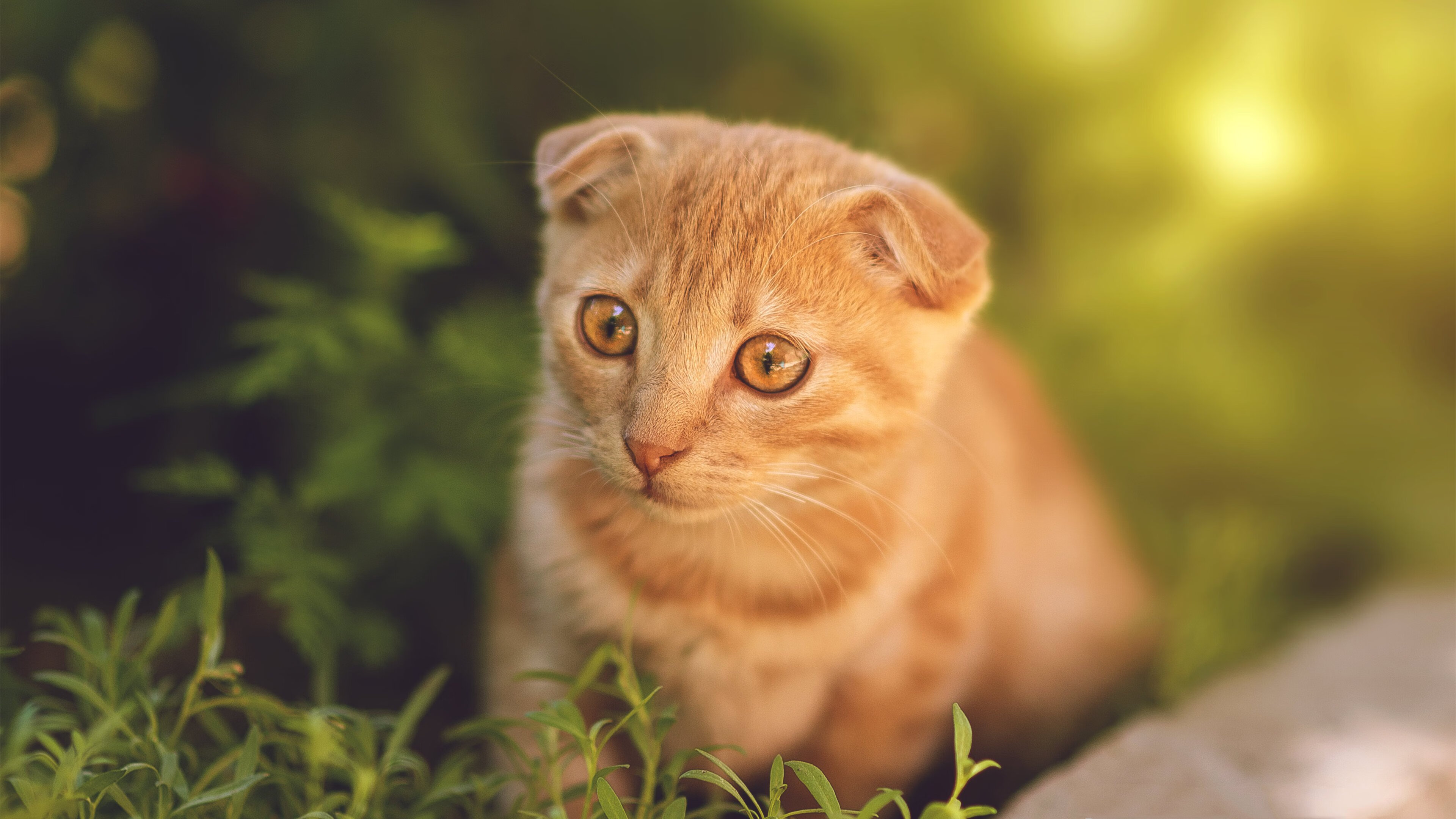 尼克斯新王加冕之夜，杰伦·格林燃尽质疑的火焰