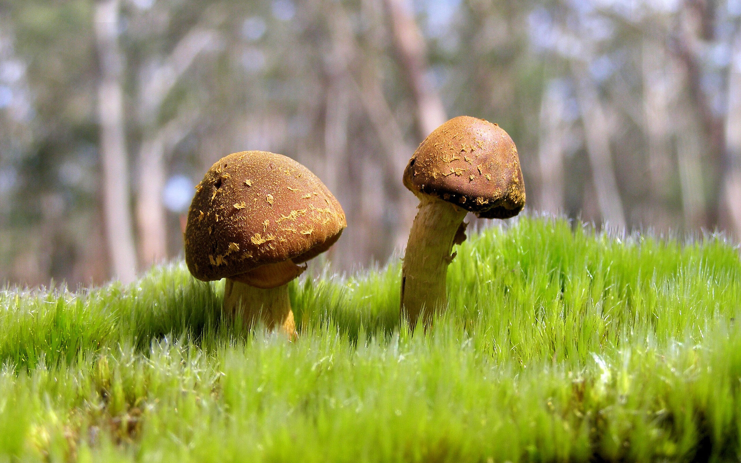 带刺的玫瑰，当韩国绝杀塞内加尔遇见天使之火