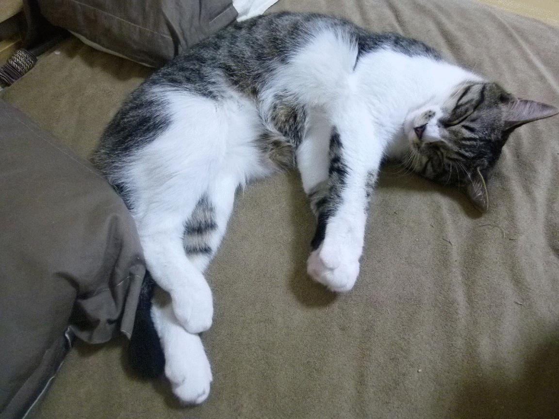 范乔丹弑旧主!0.8秒窒息绝杀,公牛险胜快船关键先生诞生