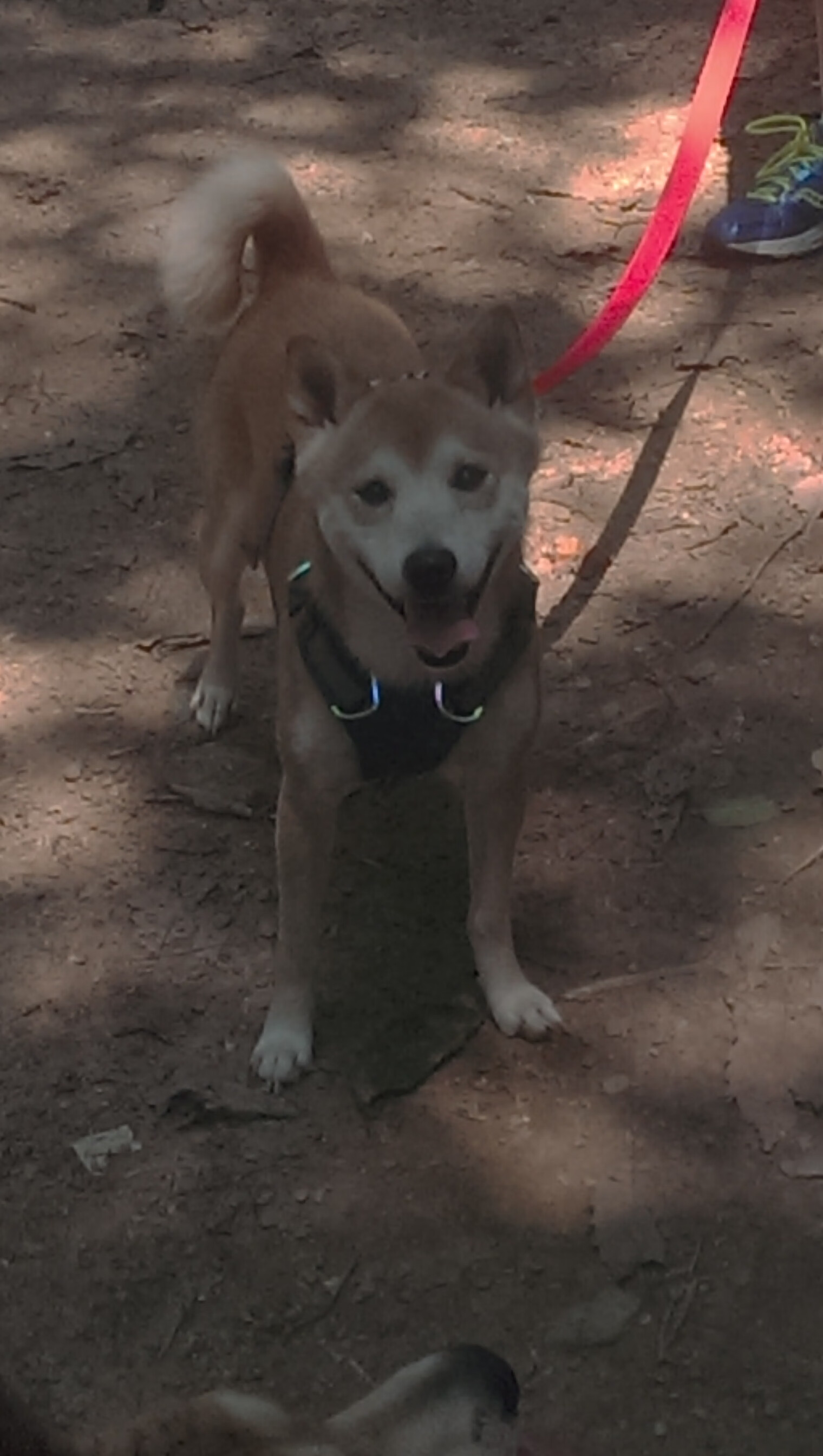 密尔沃基的钢骨，字母哥缺阵夜，雄鹿用旧时代篮球撕碎步行者