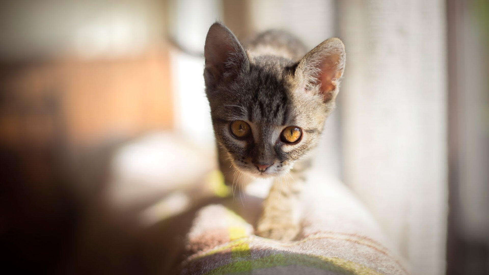 沉默刺客的审判夜，英格拉姆49分冰封火箭，步行者崛起新王当立